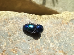 Chrysolina coerulans