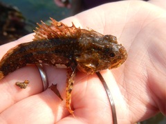 Artediellus atlanticus