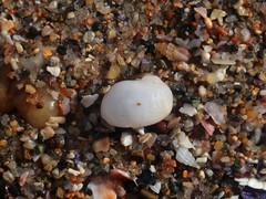 Vanikoro sigaretiformis