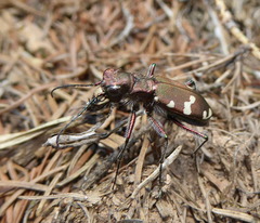 Cicindela sylvicola
