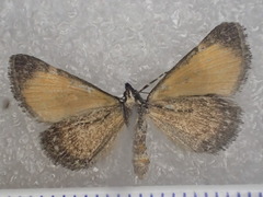 Dichromodes scothima