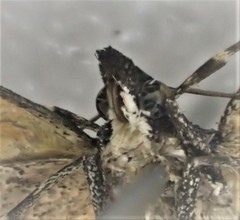 Dichromodes scothima