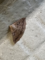 Blasticorhinus rivulosa