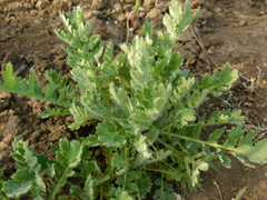 Glaucium corniculatum