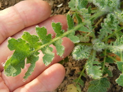 Glaucium corniculatum