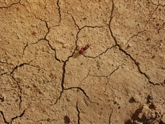 Meranoplus diversus