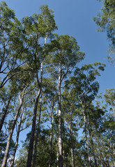 Eucalyptus resinifera