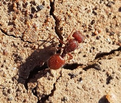 Meranoplus diversus