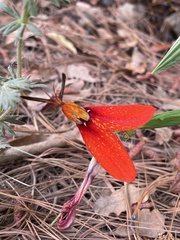 Tigridia orthantha