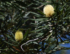 Banksia aquilonia