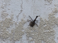 Pyrops candelaria