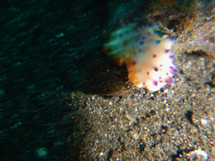 Mexichromis multituberculata