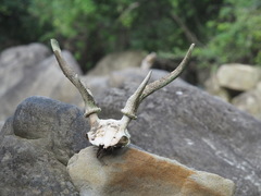 Cervus nippon taiouanus