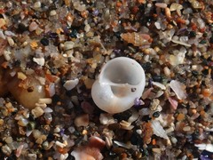 Vanikoro sigaretiformis