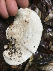 Trametes vespacea
