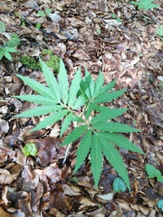 Cardamine kitaibelii