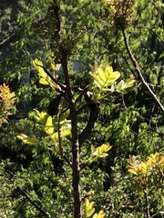 Pistacia terebinthus