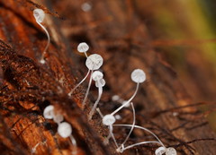 Mycena albidocapillaris