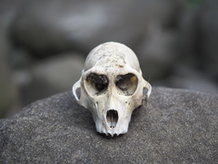 Formosan Rock Macaque photo 4