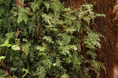 Hymenophyllum australe