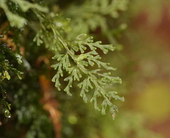 Hymenophyllum australe