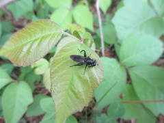 Chalcosyrphus piger