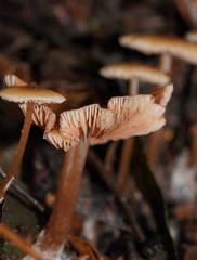 Entoloma aromaticum