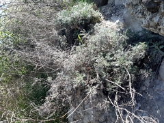Artemisia marschalliana