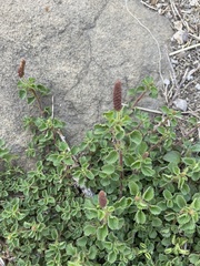 Acalypha monostachya