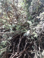 Artemisia marschalliana