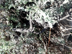 Artemisia marschalliana