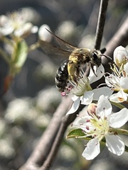 Andrena crataegi