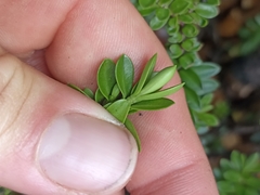 Veronica vernicosa