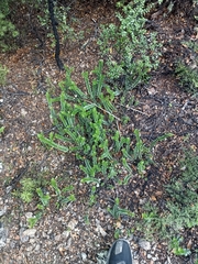 Veronica vernicosa