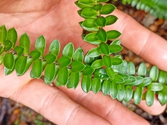 Veronica vernicosa
