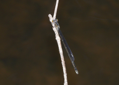 Pseudagrion jedda