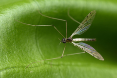 Dicranota maculata