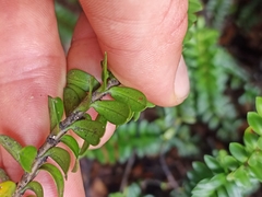 Veronica vernicosa