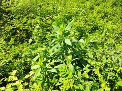 Trichodesma zeylanicum