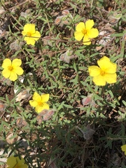 Helianthemum nummularium