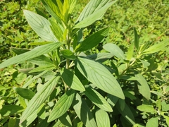 Trichodesma zeylanicum