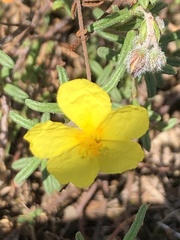 Helianthemum nummularium
