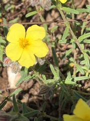 Helianthemum nummularium