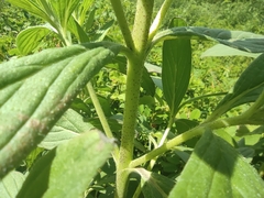 Trichodesma zeylanicum