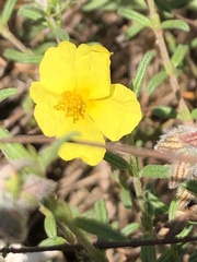 Helianthemum nummularium