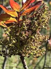 Pistacia terebinthus