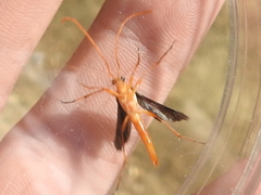 Strangalia bicolor