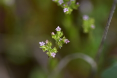 Valerianella muricata
