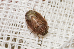 Neottiglossa pusilla