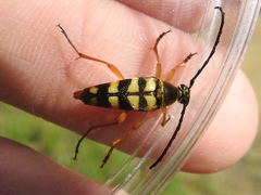 Typocerus sinuatus